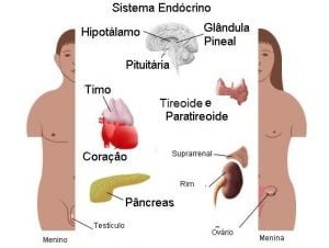 sistema-endocrino