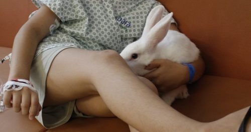 Paciente recebe visita de coelho