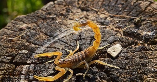 Perguntas e respostas sobre picadas de escorpião