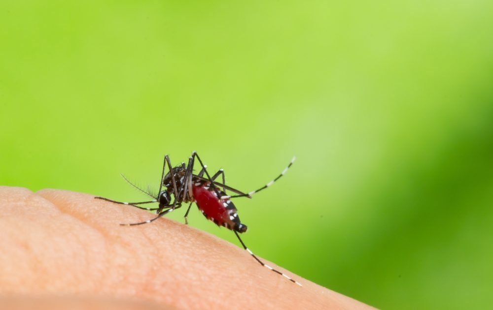 Casos de dengue crescem 600% esse ano