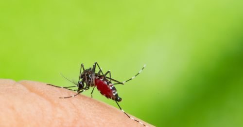 Casos de dengue crescem 600% esse ano